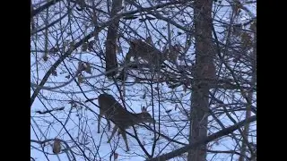 Bow Hunting Whitetail Deer Minnesota - A wise doe and a savior buck