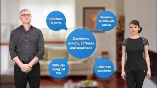 Chronic Pain In Cats - an owner webinar