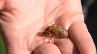 How to protect your trees from cicadas with tree netting