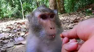Repost Cute Anna Family! Congrats! Monkey Rene Gave Birth Cute Girl | Name Is Reza | Pl Help Food