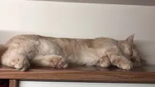 Is my cat breathing normal? Seems to  breath hard and deep