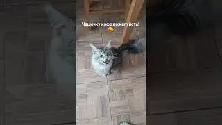 Утро. Мейн-кун. Кофе. #cat #mainecoon #pets #coffee #мейнкун