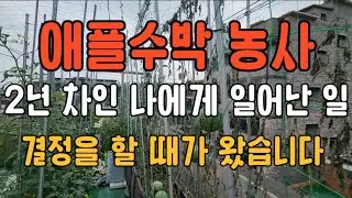 애플수박 농사 2년 차인 나에게 일어난 일