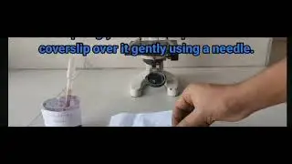 How to prepare stomata slide for microscopic examination....