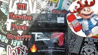 MY 1G FREEZE CUP TEAM ELITE GENETICS REVIEW!