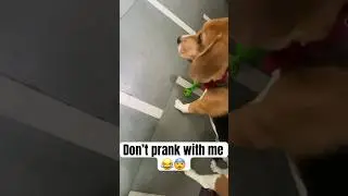 How this cute beagle get so angry 😡 |JACK|#viral #trending #beagle #youtubeshorts #dog #shorts