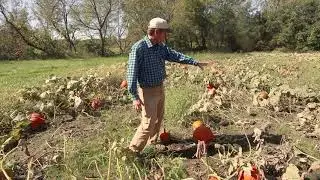 Growing Pumpkins at Wilson's Orchard & Farm
