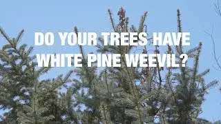 White Pine Weevil Found in Wildridge - Preventive Tree Care