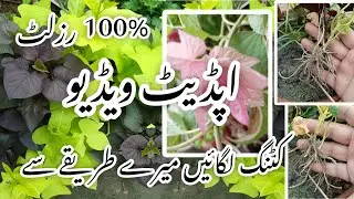 Hardy Permanent Plants/Plants To Grow From Cuttings /sweet potato vine