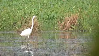 Video of Saras Bird hunting food  , Raw footage , copyright FREE use