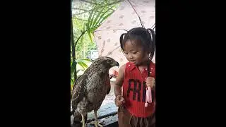 #Hawk #Eagle #Owl #Wildlife #Animal #EagleHawkOwl hawk vs snake, Owl vs snake fight