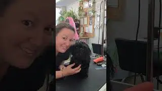 Holistic adaptations to a regular dog-grooming with indie 💜