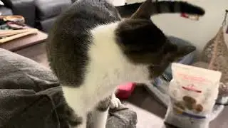 Mews of frustration 