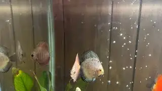 *Discus unboxing*!!!🐟🐠