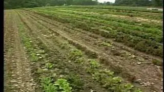 Horticultural Marketing - Food Bank Farm, Hadley, MA