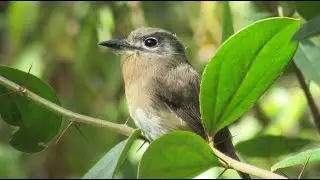 Macuru - Nonnula rubecula