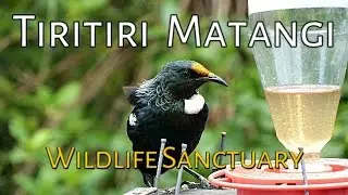 Tiritiri Matangi Island - Wildlife Sanctuary