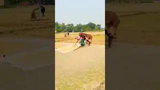 funny cow video 🤣 #prank #funny #comedy #viral