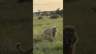 Casper white lion & his brother#shorts #lion