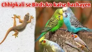 Chhipkali se birds kaise banaen || how to Lizard bird save