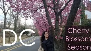 When to Go // Cherry Blossom Season