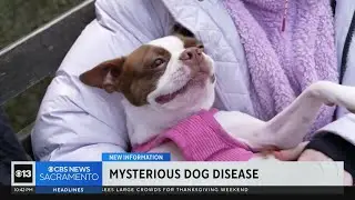 UC Davis School of Veterinary Medicine weighs in on mystery dog disease