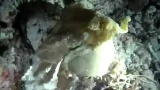 Sponge Crab
