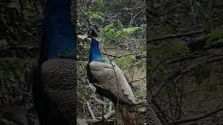 nature nest peacock sound  #peacock #riversoundandbird #birds #birdsong #animals