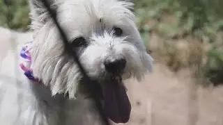 Dogs survive rattlesnake bites