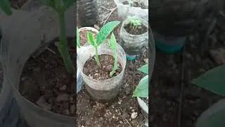 grow jackfruit from seed