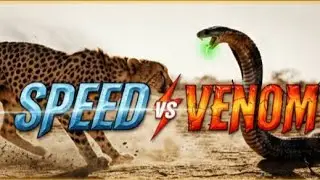 Speed vs Venom  see who win fight the cobra is very powerful   #viral #foryou 