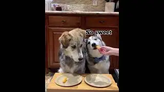 Dogs Try Different Foods
