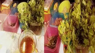 street tea making Green Tea | Masala Chai Recipe in Roadside Tea Shop | Popular Street Drink