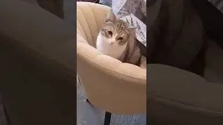 Ленивая стратегия засады
