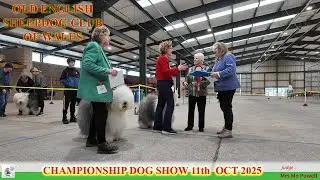Applejem   Old English Sheepdog Club of Wales   Championship Show   11102025