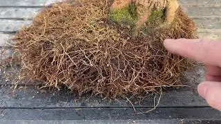 Rempotage printanier d'un érable