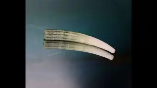 Денталиум элефантинум (Dentalium elephantinum) 6,3 см