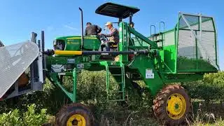 Balanza en cosecha de yerba -  Misiones