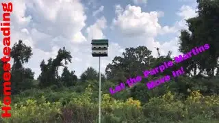 How To Install a Purple Martin Bird House