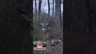 Could you pass this buck? Proud of Magnus for waiting for the older buck in the area!