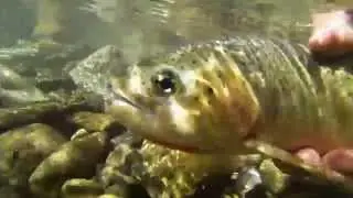 Fly Fishing Southern Alberta With a Go Pro Part 2
