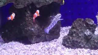 サラサハゼ