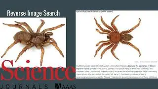 obama spider