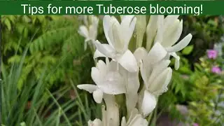 How to get repeated flowering of Tuberose | Best fertilizer for Tuberose plant
