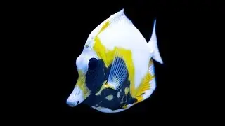 Reefs.com All about Koi / Aberrant Scopas Tang
