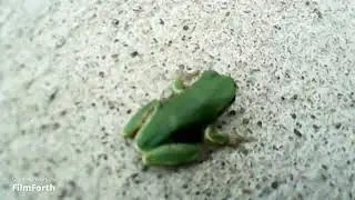 Mr. Frog