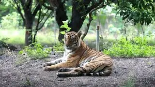 Kamla Nehru Zoo In  Indore (chidiyaghar)🐅