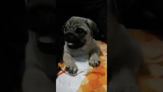 Adorable Pug Dog