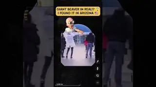 🤯I Found GIANT BEAVER ☝ is real on Google Earth🌎 #shorts #short #shortsfeed#viral #youtubeshorts