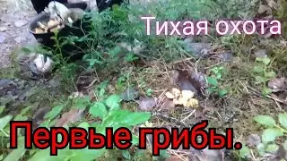 Собираем лисички. Тихая охота. первые грибы.